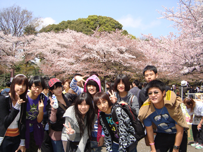 sakura